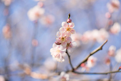 Close-up of cherry blossom