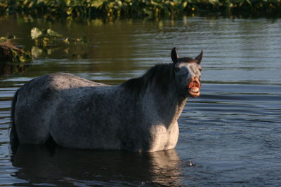 Portrait of horse in lake