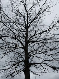 Low angle view of bare tree against sky