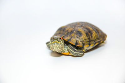 Close-up of a turtle over white background
