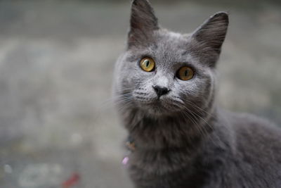 Close-up portrait of a cat looking away