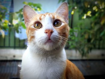 Close-up portrait of white cat