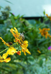 Close-up of insect on flower