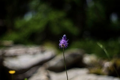 Close-up of purple flowering plant