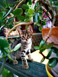 Portrait of cat on plant