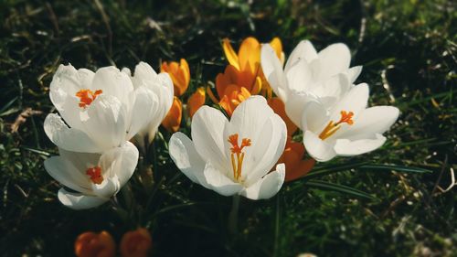 Close-up of flowers blooming in field