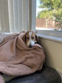 Portrait of a dog