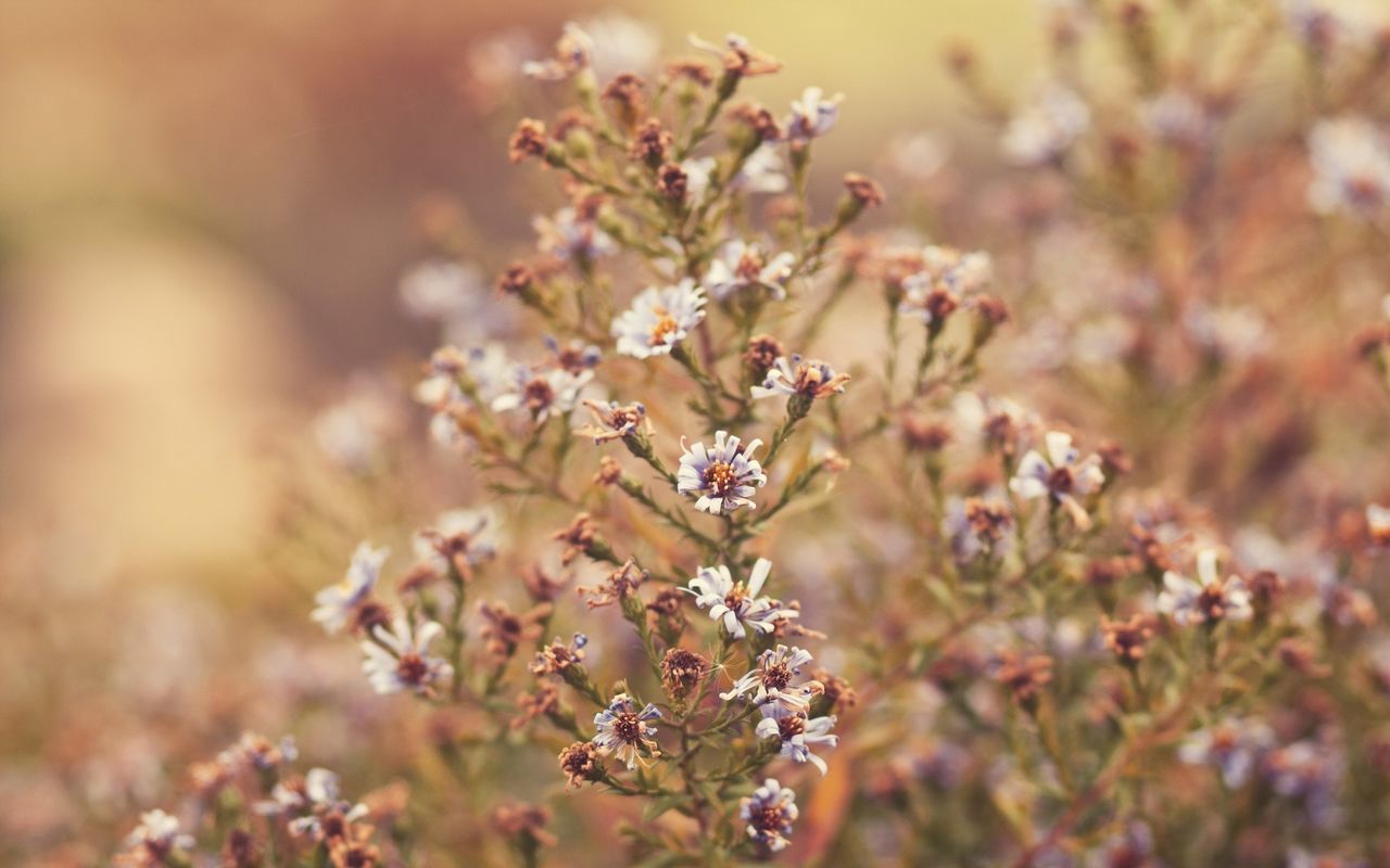 animal themes, flower, one animal, animals in the wild, growth, insect, focus on foreground, wildlife, nature, plant, freshness, beauty in nature, selective focus, close-up, fragility, branch, outdoors, day, stem, no people