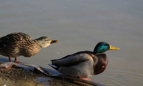 Mallard duck swimming in lake