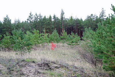 Panoramic shot of trees on field against sky