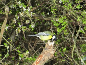 Bird perching on tree