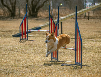 Welsh corgi is taking part in an agility competition.