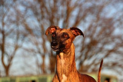 Portrait of a dog