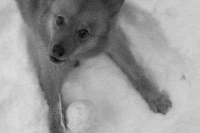 High angle portrait of dog on snowy field