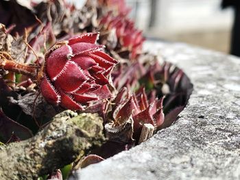 Close-up of red rose on plant