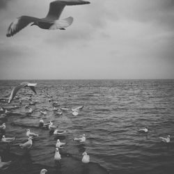 Seagulls flying over sea