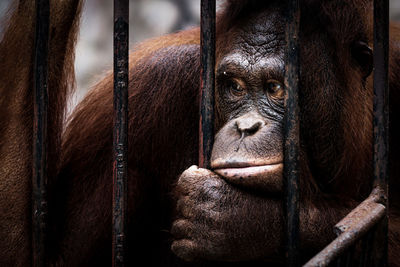 Portrait of monkey in cage at zoo