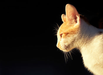 Close-up of cat against black background