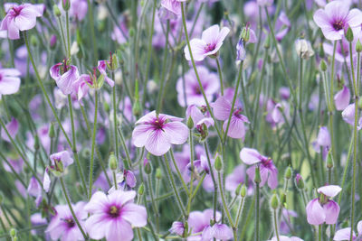 Close-up of purple flowering plants on field