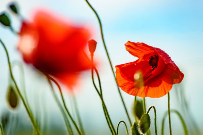 Close-up of red poppy blooming outdoors