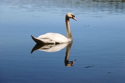 Swan swimming in lake