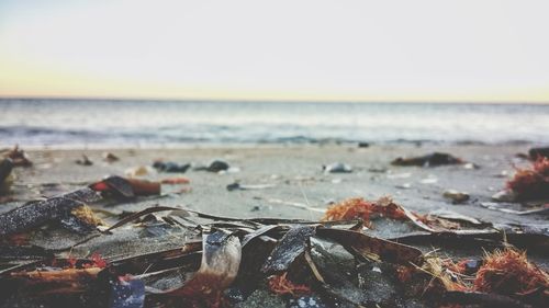 Close-up of dry leaf on beach