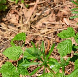 Close-up of butterfly on leaf