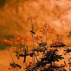 Close-up of orange flowering plant against cloudy sky