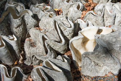 High angle view of a giant clam shells