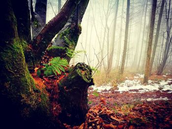 Trees in forest during winter