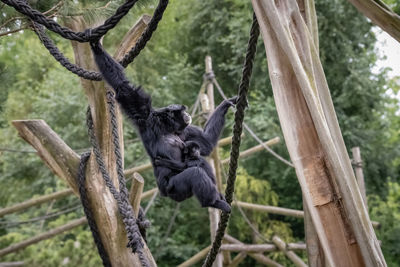 Monkey hanging on tree in forest