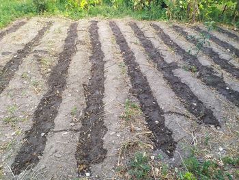 High angle view of trees on field