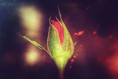 Close-up of water drops on flower