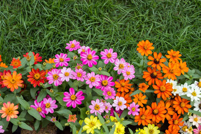 High angle view of flowering plants on field