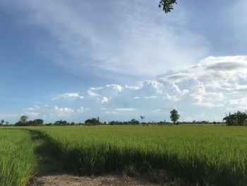 Scenic view of agricultural field against sky
