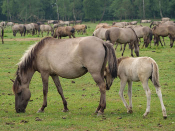 Wild horses in germany