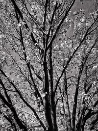 Low angle view of bare trees