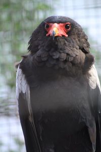 Close-up of bateleur eagle