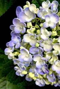 Close-up of flowers blooming outdoors