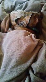 Close-up of dog relaxing on bed