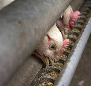 Chicken in barn  poultry eating