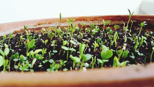 Close-up of potted plant