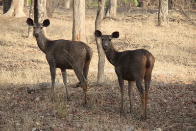 Deer standing in a field