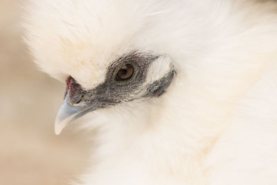 Close-up of bird