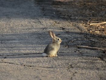 Side view of rabbit on road