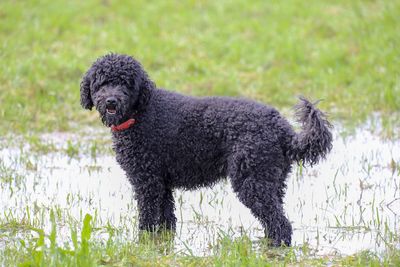 Black dog on field