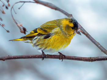 Close-up of bird perching on branch