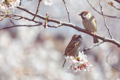 Bird perching on cherry tree