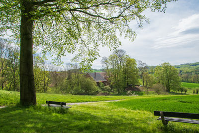 Trees and plants on bench in field