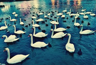 High angle view of swans swimming in lake